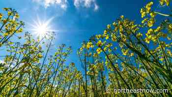 Canola related research in Saskatchewan announced - northeastNOW