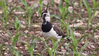 Vogelschützer, Landwirte und Jäger im Landkreis Mühldorf machen für seltenen Vogel mobil