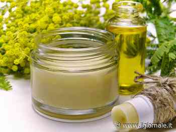 Mimosa, proprietà curative e benefici senior