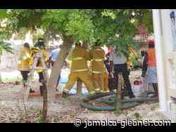 Work hazard warning as gardener falls to death - Jamaica Gleaner