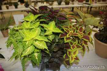 Gardener's Notebook: Seed catalogues place to find new plant ideas - SaskToday.ca