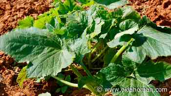 Cleveland County Master Gardener Saturday Series to begin - Oklahoman.com