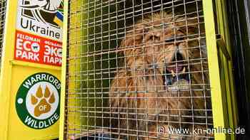 Flucht vor Putins Bomben: Raubtiere aus Zoo in Kiew sind in Polen angekommen
