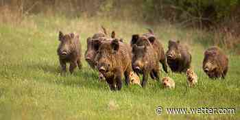 Wildschwein-Horde stürmt Wohngebiet in Celle - wetter.com