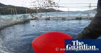 Wild fish stocks squandered to feed farmed salmon, study finds - The Guardian