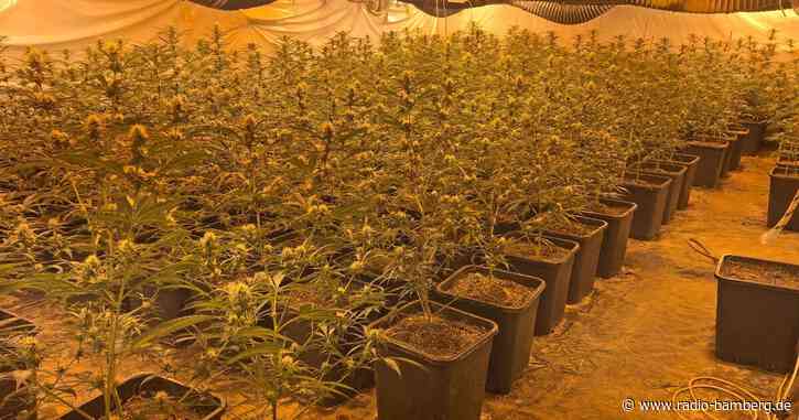 Polizei entdeckt riesige Cannabis-Plantage in Wohnhaus