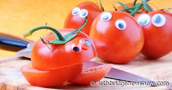 America's Alleged Trial Against Tomatoes, Not Witches, In Salem - Lethbridge News Now