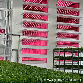 Il Vertical Farming dell’Agricola Moderna di Melzo - TGCOM