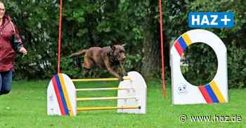 Springe: Hundeturniersportsparte feiert 50-jähriges Bestehen - HAZ