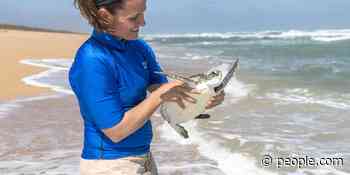 15 Young Turtles Released Into Ocean After Successful Recovery at Baltimore's National Aquarium - PEOPLE