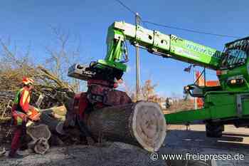 Straßenbau in Treuen: Roteichen müssen weichen - freiepresse.de