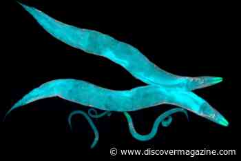Real-Time Evolution: Descendents of Stressed-Out Roundworms Mate More
