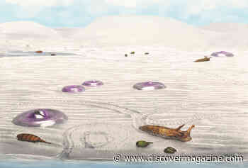 This Evidence Upended Theories on the First Animal to Reach Land