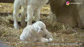 VIDEO | Angst vor dem Wolf: Schäfer in Cuxhaven in Sorge um seine Lämmer - Sat.1 Regional