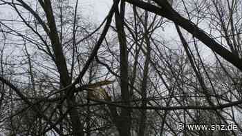 Nach schwerem Sturm: Deswegen wird in Schenefeld vor einem Spaziergang im Wald gewarnt | shz.de - shz.de