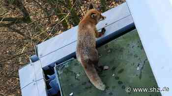 Stadtzentrum Schenefeld: Ungewöhnlicher Einsatz: Feuerwehr rettet Fuchs von Vordach | shz.de - shz.de