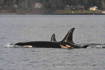 New addition to B.C.’s Southern Resident orca family - Omineca Express