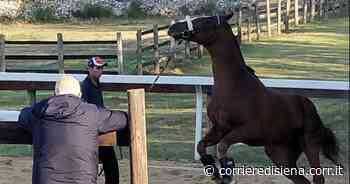 Palio di Siena, 152 domande di iscrizione all'Albo del Protocollo equino 2022 - Corriere di Siena