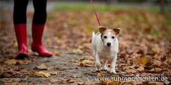 Verschmutzte Gehwege: Ermahnungen wirken meist – früher oder später | Stadtlohn - Ruhr Nachrichten