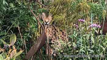 Fauchende Wildkatze tummelt sich in Garten im Münsterland - Süddeutsche Zeitung - SZ.de