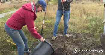 Kelowna Rotarians plant trees in Munson Pond Park - Global News