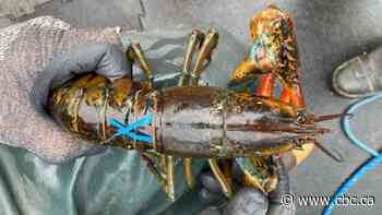 N.S. fishermen being asked to look out for a curious catch — ribbon-decorated lobster