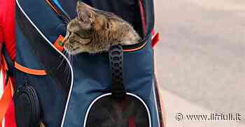 In fuga dall'Ucraina con cani e gatti, primi arrivi a Trieste - Il Friuli