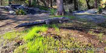 Zoo Crocodile Escapes Transport Van, Runs Across Florida Highway - Southern Living