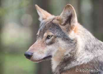 Wolf in omgeving Zoersel, Schilde en Zandhoven zorgt voor ongerustheid bij paarden- en veehouders - Equnews