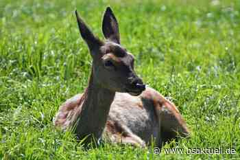 Kreis Augsburg: Wildernder Hund verletzt Reh bei Oggenhof - BSAktuell