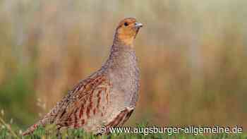 Gut für die Artenvielfalt: Naturschutz in und um Augsburg | Augsburger Allgemeine - Augsburger Allgemeine