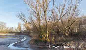 De bever heeft het naar zijn zin in Rotterdam: 'Het is een blijvertje' - De Havenloods