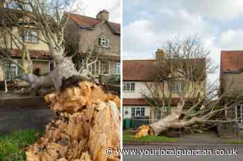 Storm Eunice: Pictures show fallen tree on Sutton home - Sutton & Croydon Guardian