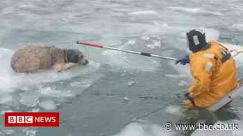 Dramatic footage captures freezing labradoodle's river rescue