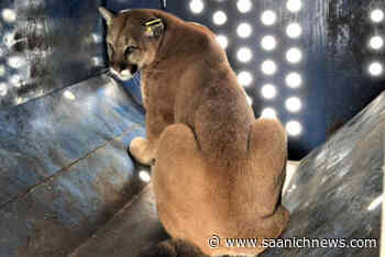 Cougar tranquilized after being spotted outside central Vancouver Island hospital – Saanich News - Saanich News