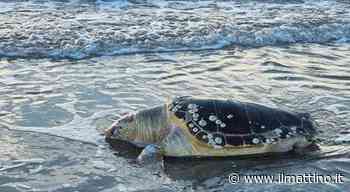 Lago Patria, tartaruga «Caretta caretta» trovata morta sulla spiaggia - ilmattino.it