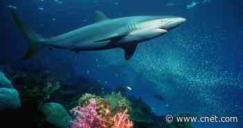 Endangered Shark Meat Might Be Lurking in Your Pet Food     - CNET