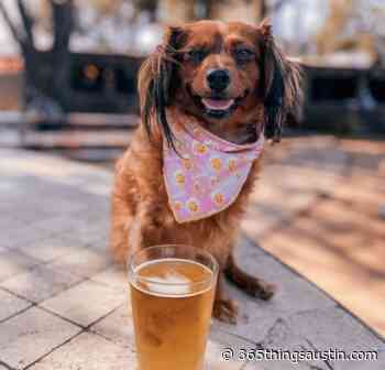 Dog Friendly Patios In Austin - 365 Things Austin