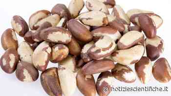 Anacardi e noci del Brasile, gli effetti sulle donne scoperti nel nuovo studio - Notizie scientifiche.it