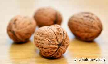 Quando mangiare le noci per non avere picchi di glicemia e dormire meglio? Incredibile - Cefalunews.net