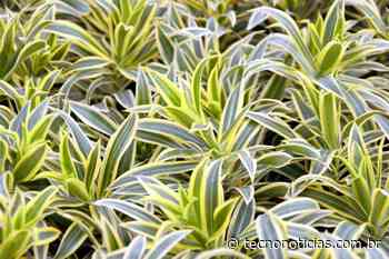 Dracena: aprenda a fazer muda e a cuidar dessa bela planta em sua casa - Tecno Notícias