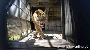 Sieben Jahre Haft: Vietnamese hielt 14 Tiger im Keller