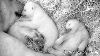 Eisbär-Zwillinge im Rostocker Zoo heißen Kaja und Skadi