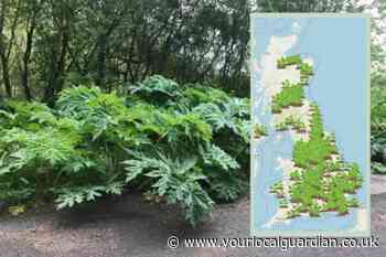 Giant Hogweed in London- how to deal with the toxic plant