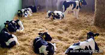 Zusätzliche Finanzspritze für mehr Tierschutz im Stall - Wirtschaft - Rheinpfalz.de