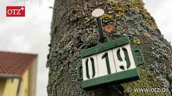Keine Mehrheit für öffentlich einsehbares Baumschutzregister in Jena