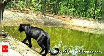 Goa: As summer nears, officials begin refilling waterholes in forest areas - Times of India