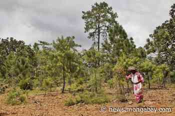 Forest enterprise in Mexico attempts to present opportunities for Indigenous communities - Mongabay.com