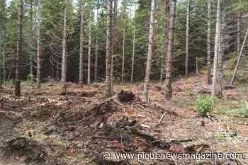 Cheakamus Community Forest defers old-growth logging for 2022 - Pique Newsmagazine