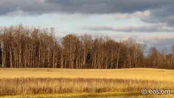 Forest Edges Are More, Not Less, Productive Than Interior Forest - Eos